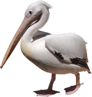 a pelican